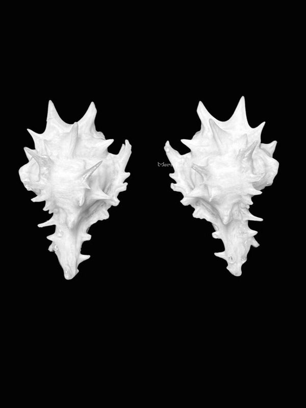 Handmade Dragon - Inspired Shell Earrings for Occasions