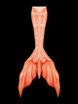 Realistic Shrimp Lobster Mermaid Merman Diving Swimming Tail Cosplay
