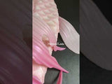 91 Anemone Waltz Series Ultralight Silicone Mermaid Merman Tail White Pink